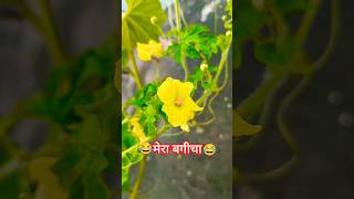 Aayi nahi  from stree2 new songgardening rehan [upl. by Strohbehn]