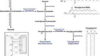 Lipid Biosynthesis  Biosynthesis of Phosphatidic Acid and Triacylglycerols [upl. by Nessnaj]