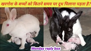 Monday Reply Box In HindiUrdu  Khargosh Ke Bacchon Ko Kitni Bar Dudh Pilana Padta HaiSunday Reply [upl. by Tori439]