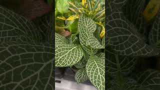 Fittonia Albivenis  Nerve Plant  Mosaic Plant  Shorts  Cool Places [upl. by Xonel829]