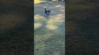 Off leash recalls  obediencetraining offleashlife bordercolliesofinstagram [upl. by Eessej]