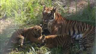 Tiger Cubs Debut at the Safari Park [upl. by Leahcimaj]