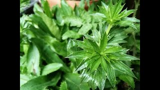 Health Benefits of Culantro Eryngium foetidum Herbal plant [upl. by Tterag]