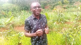 Vegetables of western Kenya Mrenda Jute Mallow [upl. by Weibel507]