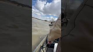 Maumee River Walleye Run March 2024 fishing walleye maumeeriver walleyefishing fishingvideo [upl. by Awahsoj518]