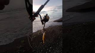 SABIKI fishing sabikirig beachfishing sabiki angler fishingmethods ultralightfishing fish [upl. by Herald]