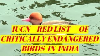 IUCN Red List of ‘Critically Endangered’ Birds in India [upl. by Hannazus]