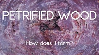 How petrified wood forms [upl. by Manara]