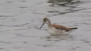 Wilsons Phalarope Burton Mere Wetlands 23092021 [upl. by Heinrick635]