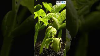 Growing Plant Time Lapse । Plant Growing UnderGround Time Lapse । Plant Growing Time Lapse shorts [upl. by Eittod685]