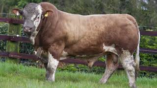 Auroch Magnifico bulls for sale [upl. by Josey944]