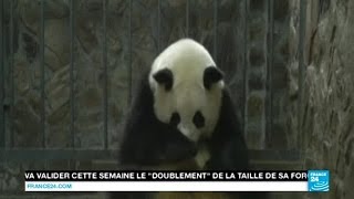 CHINE  Un panda géant a donné naissance à des jumelles à Chengdu [upl. by Draper]