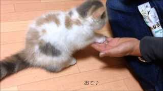 Exotic Shorthair cat gives pawお手をする猫 エキゾチックショートヘアの子猫おすわりとお手覚えました [upl. by Yvonner]