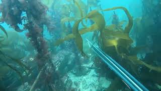 Spearfishing Cornwall UK  Talland Bay Spider Crab Competition [upl. by Meli]