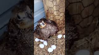 bobwhite quail birdslike subscribe please [upl. by Baptiste]