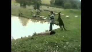 Kangaroo kicks man into water [upl. by Erasmus488]