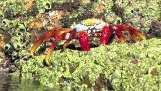 Seaweed Eating Talking Crab [upl. by Susejedairam]