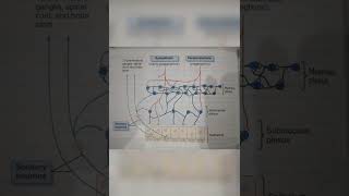 Enteric Nervous System Myenteric and Submucosal Plexus physiology gastrointestinal mbbs guyton [upl. by Odragde605]