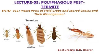 ENTO311  Lecture 3 Polyphagous pest Termite [upl. by Sonahpets]