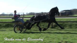 Friese tuigpaarden Friesian show horses Friesische Show Pferde  Elsenerhof [upl. by Loydie920]