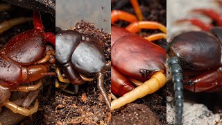 Myriapoda Monday Feeding my centipedes Please see pinned comment for details [upl. by Atrebor]