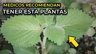 MEDICOS Recomiendan tener esta Planta en tu casa Mira por que razón [upl. by Ingles]