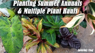 Multiple Plant Hauls amp Planting Summer Annuals [upl. by Aerdnna]