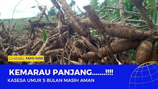 Singkong Kasesa Umur 5 Bulan [upl. by Thaine]