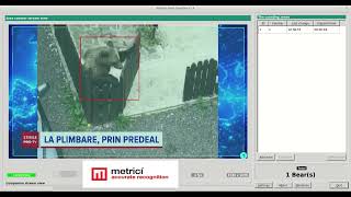 Bear and wildlife detection and recognition [upl. by Aron]