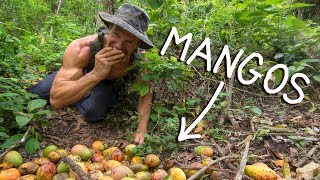 Finding wild mangos in the jungle [upl. by Nagaer]