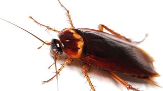 What Are Common Cockroaches  How To Identify Roaches  How to Kill Roaches [upl. by Ashmead]