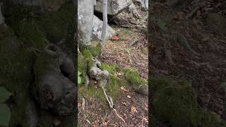 Boletus pinophilusBellissima scena al suon di violino porcini boletus mushroom nature forest [upl. by Sweeney]