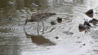 Whimbrel feeding [upl. by Mason]