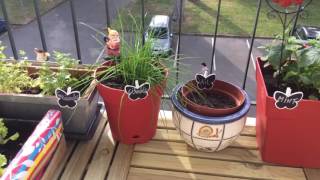 Un MINI POTAGER sur un MINI BALCON urbain [upl. by Ima]