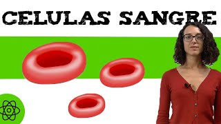 Células de la sangre 🩸 cuales son [upl. by Quincey]