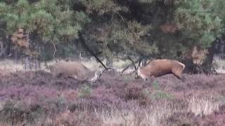 Burlende en vechtende herten Hoge Veluwe 2016 [upl. by Anahc]