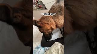 Dog makes funniest noise when getting ear scratches 🤣 shorts dog dogs germanshepherd [upl. by Joice]