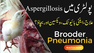 Aspergillosis in Poultry  ASPERGILLOSIS in chickens Brooder Pneumonia Poultry Chicks  AI treatment [upl. by Jar45]