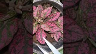 How to make polka dot plant healthy amp bushy gardeningaesthetics Hypoestes balconygarden shorts [upl. by Eitsirk]