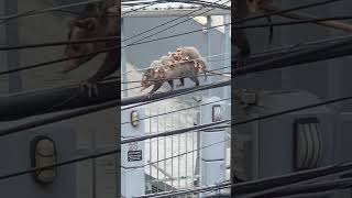 Amazing Mama Possum Carries Babies Across Wire [upl. by Ahsael79]