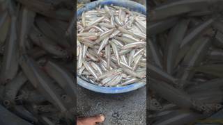 fishing fishermens seafood fishermans fishingequipment food shorts shortvideo fishingvideo [upl. by Dahsar]