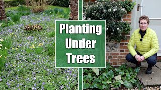 What Should You Plant Under Trees amp Shrubs [upl. by Lorraine]