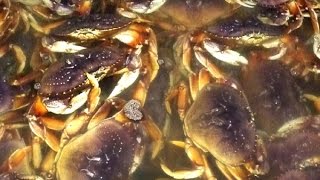 Catching Dungeness Crab on the Oregon Coast [upl. by Langan]