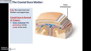 Overview of Head Interior Cranial Cavity 1  Dural Folds  Dr Ahmed Farid [upl. by Cindelyn]