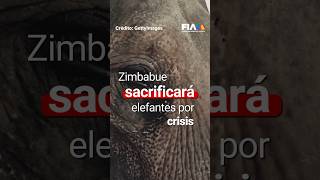 Zimbabue sacrificará 200 elefantes por crisis alimentaria debido a sequía extrema 🚨 [upl. by Remas620]