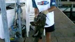 Huge Catfish at Stockton Lake [upl. by Crissie604]