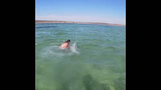 Worlds Best Spearing Shot Huge Cobia Off Giant Bull Ray australia culture spearfishing [upl. by Ackler]