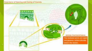 Structure And Working Of Stomata [upl. by Azaleah324]