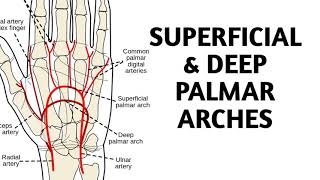 Superficial amp Deep Palmar Arches [upl. by Cavill]