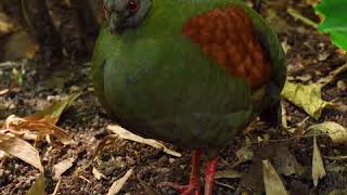 Rainforest Biome – Eden Project [upl. by Valaree]